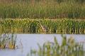 Great Blue Heron 092008 255